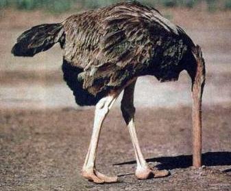 ostrich