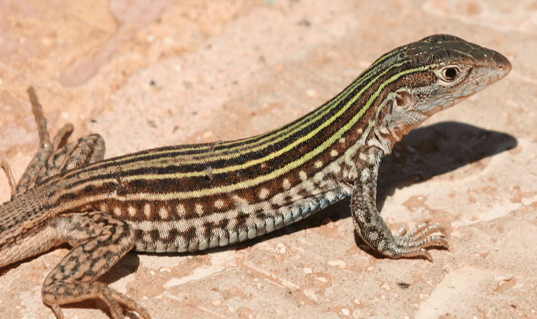 whiptail-lizard
