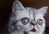 5 gatos de instagram que DEBES seguir