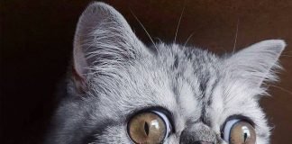 5 gatos de instagram que DEBES seguir