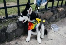 #DiaMundialdelosAnimales: perretes orgullosos y achuchables