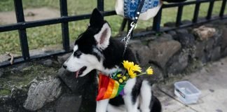 #DiaMundialdelosAnimales: perretes orgullosos y achuchables