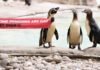 Las pingüinas lesbianas del zoo de Londres reivindican el Orgullo