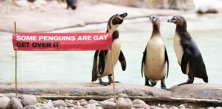 Las pingüinas lesbianas del zoo de Londres reivindican el Orgullo