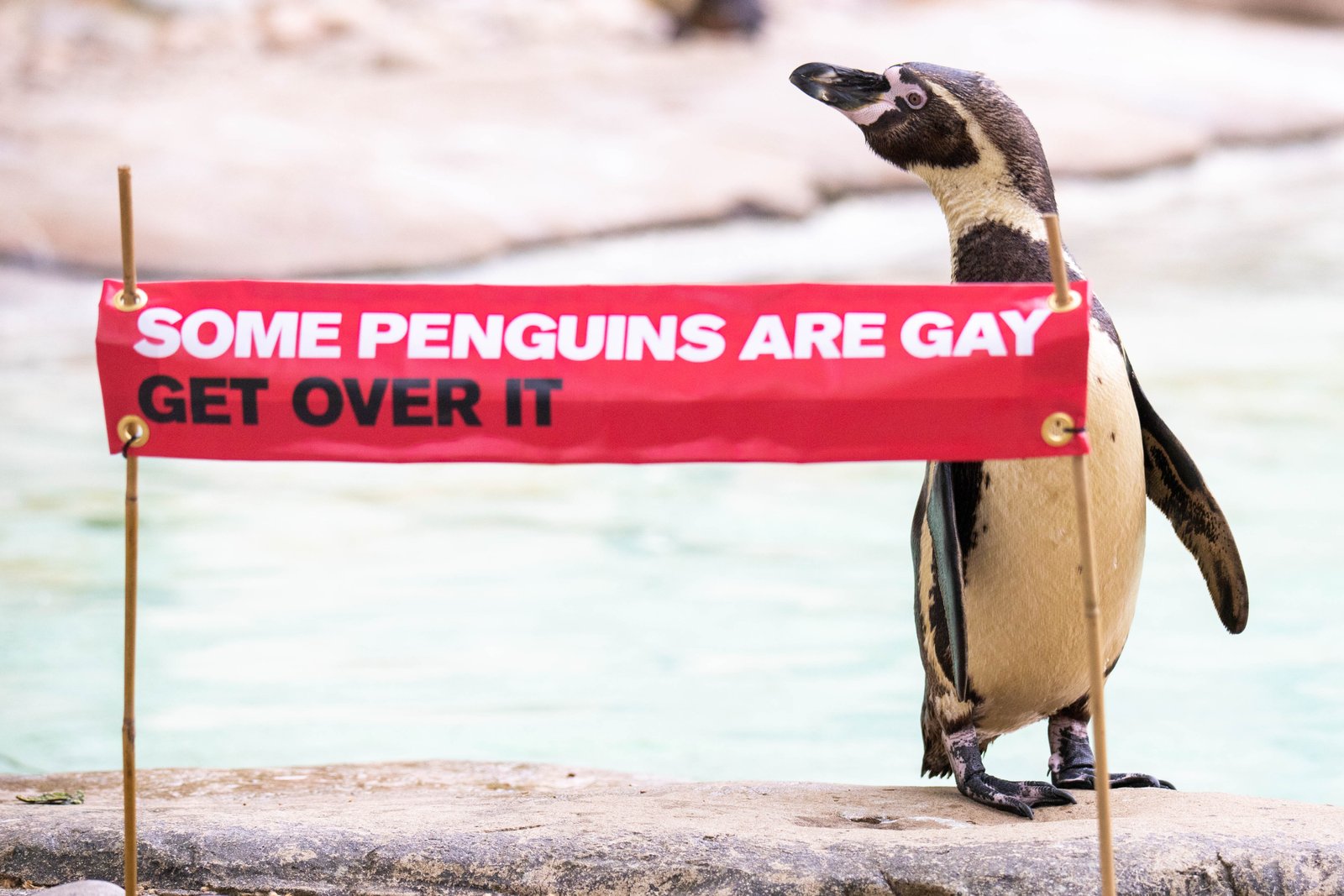 pingüinas lesbianas